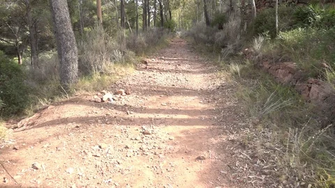 Path through a forest Stock Footage 92105286