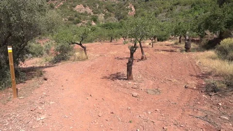 Path through a forest Stock Footage 92105459