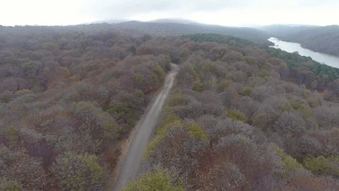 Path through the forest Stock Footage 122223016