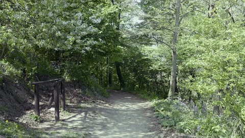 Path through the forest Stock Footage 129066385
