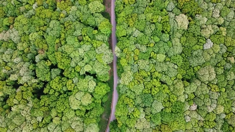 The Path Through The Forest Stock Footage 167691451