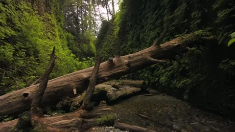 Path through the forest Stock Footage 242343503