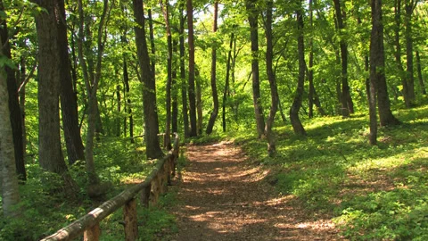 Path Through the Forest 库存影片 332810175