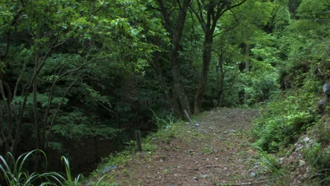 Path Through the Forest Vídeo Stock 332814737