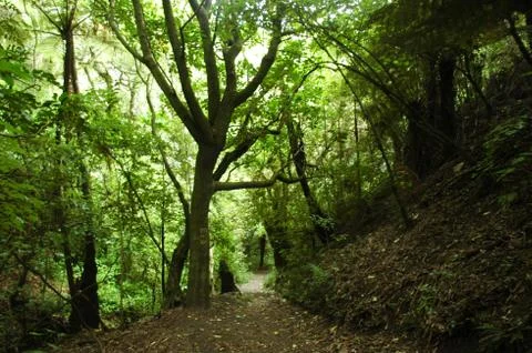 A path through a forest glen. Stock Photos