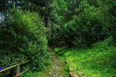 A path through a forest with green bushes and trees Stock Photos