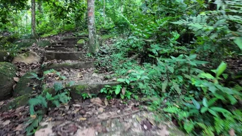 A path through a forest with green plants and trees Vídeo Stock 325767760