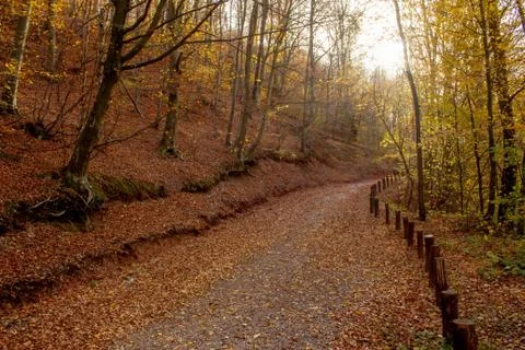 Path through forest by the lake Stock Photos
