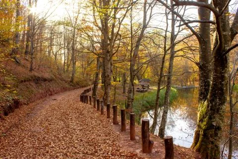 Path through forest by the lake Stock Photos