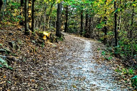 A path through a forest with leaves on the ground Stock Photos