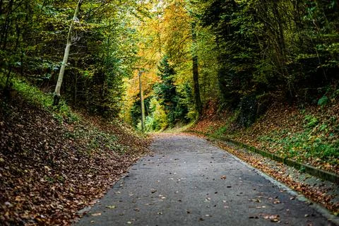 A path through a forest with leaves on the ground Stock Photos
