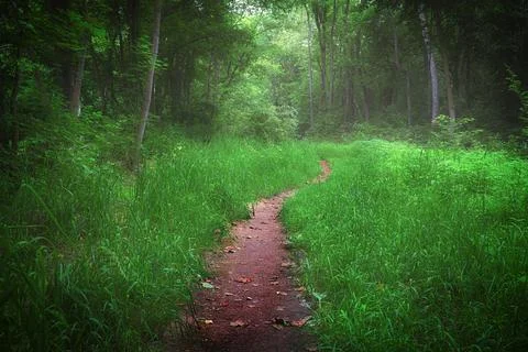 A path through a forest with a lot of green grass Stock Photos