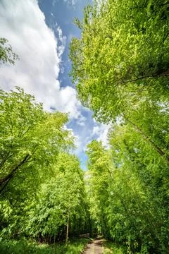 A path through a forest with lots of trees and leaves Foto stock