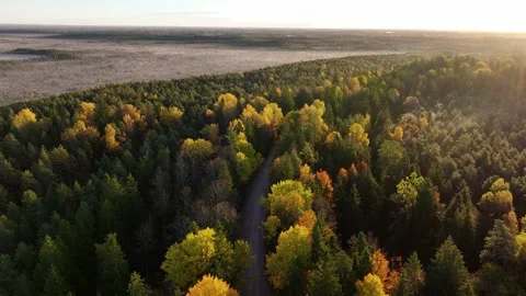 The path through the forest on a misty morning Stock Footage 322183743