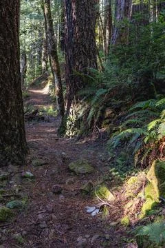 A path through a forest with moss growing on the rocks Stock Photos