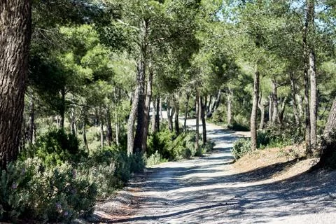 Path through the forest in the mountains of Ibiza Island. Spain Foto stock