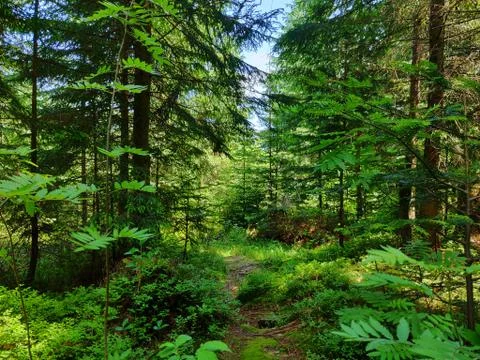 Path through the forest in the mountains Stock Photos