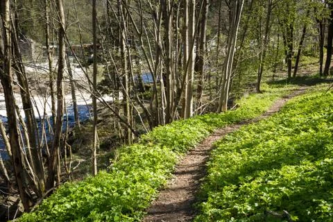 Path through the forest next to the salmon river Tovdalselva, in Kristiansand Stock Photos