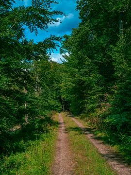 A path through a forest in nice weather 스톡 사진
