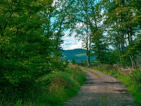 A path through a forest in nice weather 写真素材