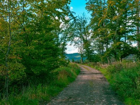 A path through a forest in nice weather 스톡 사진