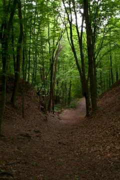 Path through the Forest Stock Photos