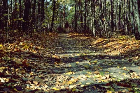 Path through the forest 스톡 사진