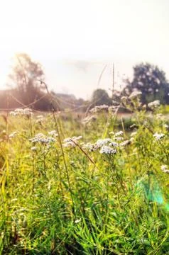 Path through a forest Stock Photos