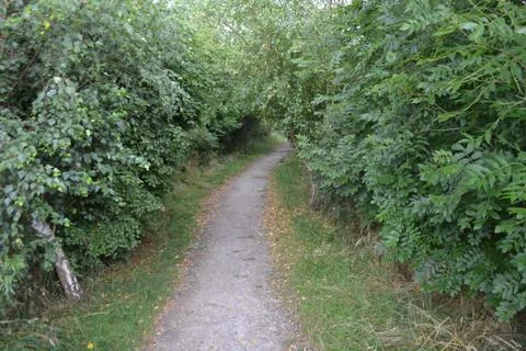 Path through the Forest Stock Photos