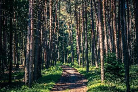 Path through forest Stock Photos
