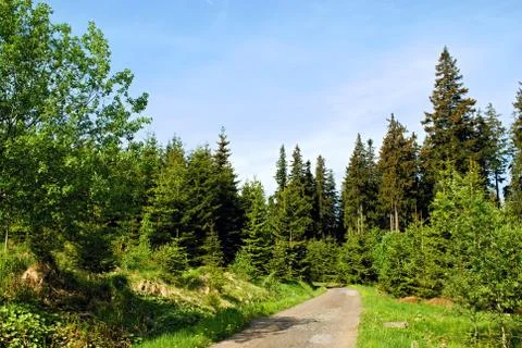 Path through forest Stock Photos