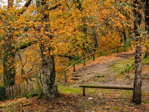 Path through the forest Photos