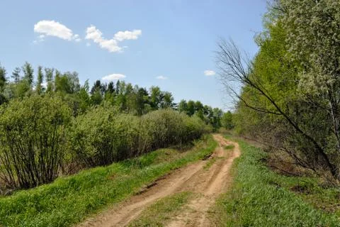 Path through forest Stock Photos