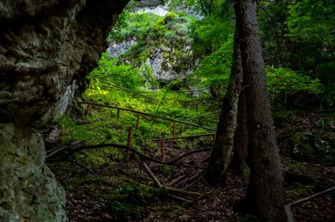 Path through the forest Stock Photos