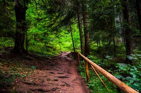 Path through the forest Stock Photos