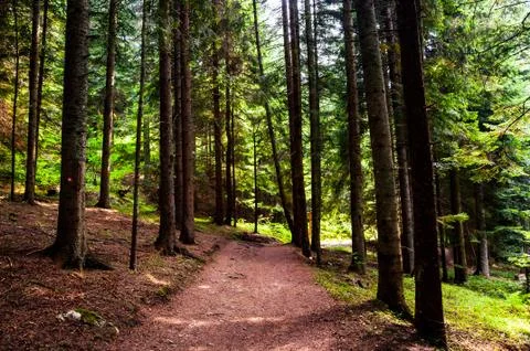 Path through the forest Stock Photos