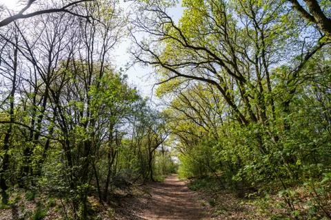 Path through a forest Stock Photos