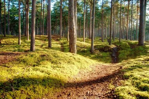 Path Through the Forest 스톡 사진