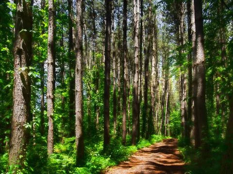Path through a forest Stock Photos