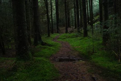 Path through the forest Stock Photos