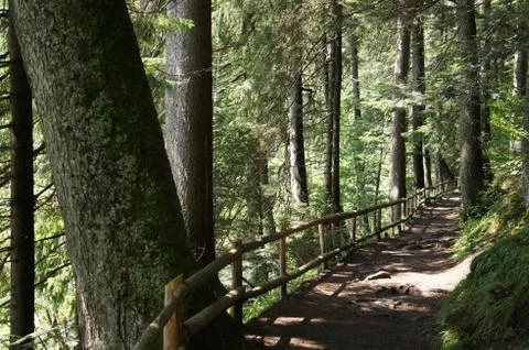 Path through the forest Stock Photos