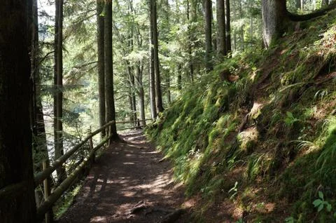 Path through the forest Stock Photos