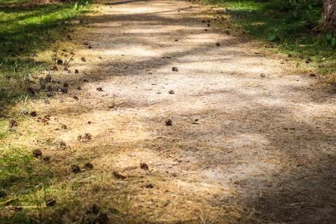 Path through the forest Stock Photos