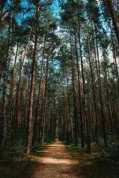 Path through the forest 스톡 사진