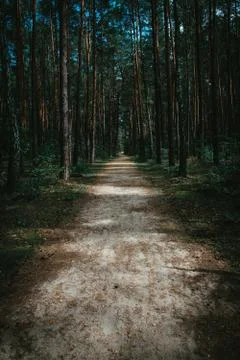 Path through the forest Stock Photos