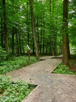 Path through the forest 스톡 사진
