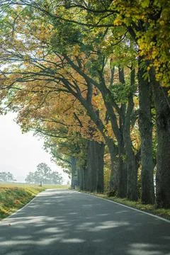 Path through the forest Stock Photos