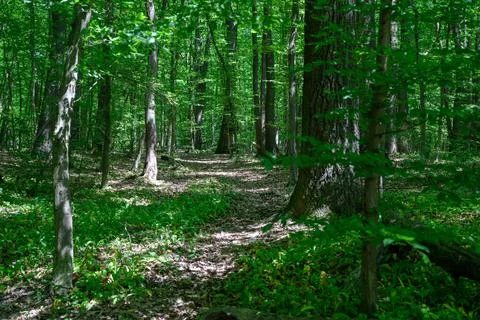 A path through the forest. Fotos Stock