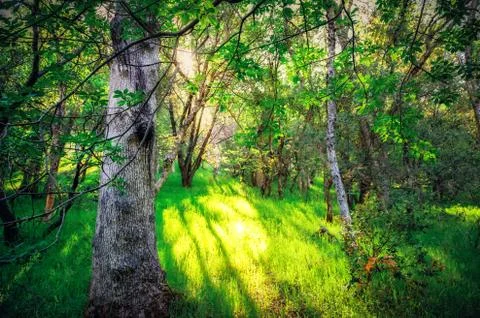 Path Through the Forest, Sequoia National Park, California Foto stock