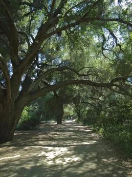 Path Through A Forest Shaded By Overhanging Trees Foto stock
